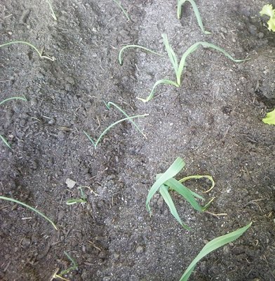 aglio / 21032013.jpg 21032013.jpg