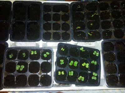 23032013001.jpg (338.4 KiB) Osservato 957 volte 23032013001.jpg