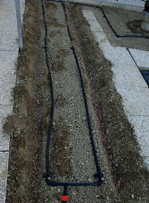 Fagiolini galli e verdi.jpg (186.04 KiB) Osservato 833 volte Fagiolini galli e verdi.jpg