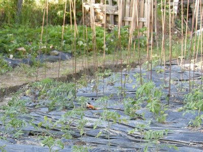 telopacciamante.JPG (154.82 KiB) Osservato 823 volte telopacciamante.JPG