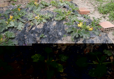 zucche.JPG (239.07 KiB) Osservato 823 volte zucche.JPG