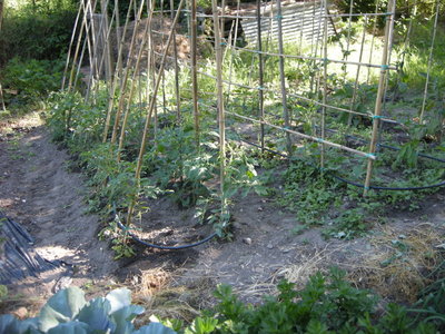 pali.JPG (276.05 KiB) Osservato 823 volte pali.JPG