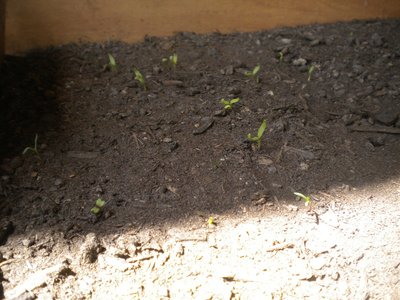 spuntano le prime melanzane / DSCN3905.JPG DSCN3905.JPG