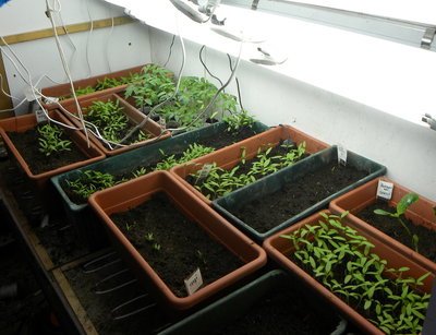 DSCN0073.JPG (227.23 KiB) Osservato 776 volte DSCN0073.JPG