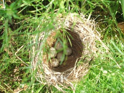 nido 2.JPG (72.58 KiB) Osservato 1223 volte nido 2.JPG