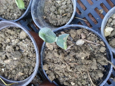 zucche.jpg (219.96 KiB) Osservato 937 volte zucche.jpg