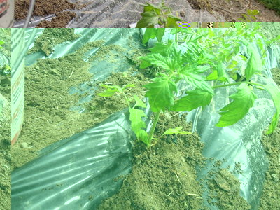 7DSCN3741.JPG (144.11 KiB) Osservato 957 volte 7DSCN3741.JPG