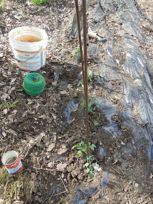 8DSCN3727.JPG (127.97 KiB) Osservato 957 volte 8DSCN3727.JPG