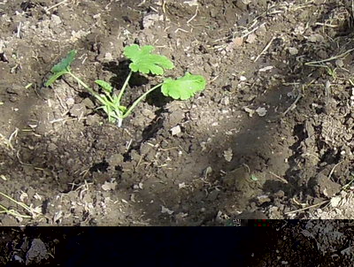 1DSCN3704-001.JPG (102.26 KiB) Osservato 957 volte 1DSCN3704-001.JPG