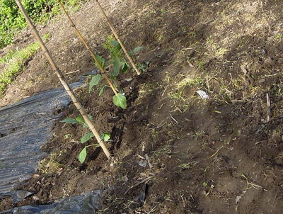 2melanzane6.JPG (134.59 KiB) Osservato 957 volte 2melanzane6.JPG