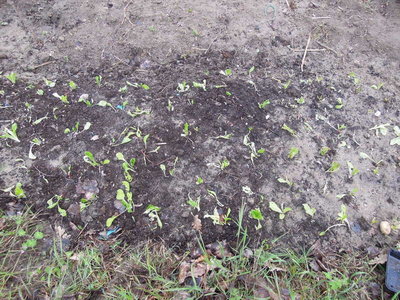 3 laTTUGA TRAPIANTATI.JPG (113.5 KiB) Osservato 957 volte 3 laTTUGA TRAPIANTATI.JPG