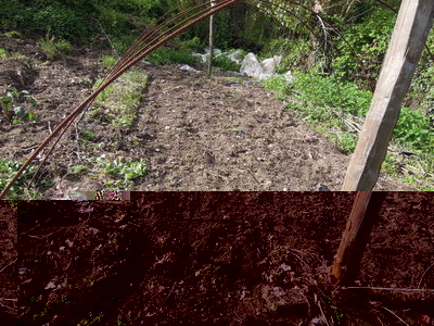 4radicchi seminati.JPG (109.22 KiB) Osservato 957 volte 4radicchi seminati.JPG