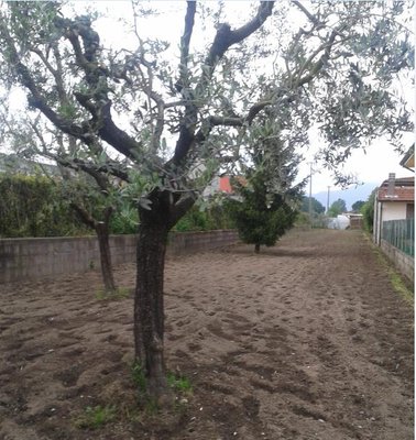 orto2.jpg (81.32 KiB) Osservato 2284 volte orto2.jpg