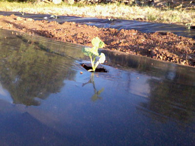 melone sancho / Foto0480.jpg Foto0480.jpg