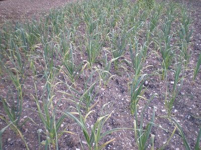 Agli.JPG (317.56 KiB) Osservato 849 volte Agli.JPG