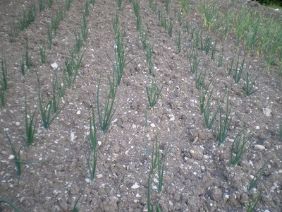 Cipolle.JPG (288.54 KiB) Osservato 849 volte Cipolle.JPG