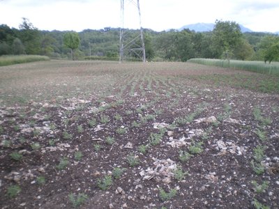 Ceci.JPG (250.58 KiB) Osservato 849 volte Ceci.JPG