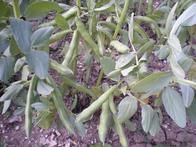 Fave.JPG (240.64 KiB) Osservato 849 volte Fave.JPG