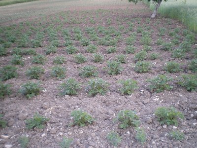 Patate.JPG (280.1 KiB) Osservato 848 volte Patate.JPG