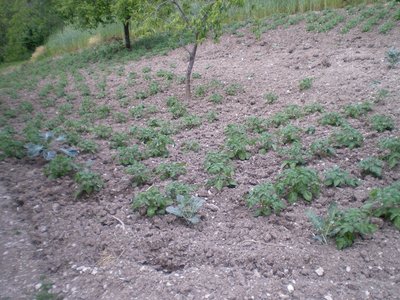 Patate..JPG (297.16 KiB) Osservato 848 volte Patate..JPG