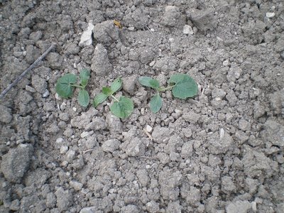 Zucche.JPG (321.97 KiB) Osservato 848 volte Zucche.JPG