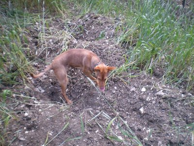 Buche.JPG (310.76 KiB) Osservato 847 volte Buche.JPG