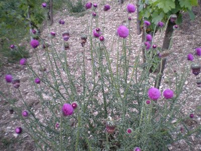 Carduus.JPG (284.77 KiB) Osservato 847 volte Carduus.JPG