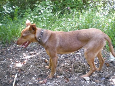 Il cacciatore di lucertole.JPG (280.77 KiB) Osservato 847 volte Il cacciatore di lucertole.JPG