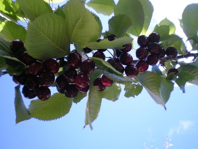 Ciliege.JPG (159.29 KiB) Osservato 844 volte Ciliege.JPG