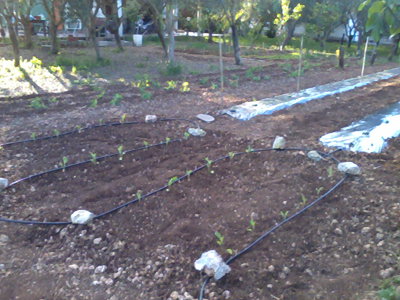 Foto0500.jpg (284.57 KiB) Osservato 1030 volte Foto0500.jpg