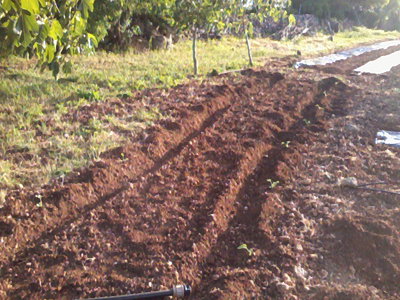 melone / Foto0502.jpg Foto0502.jpg