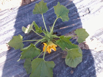 Foto0499.jpg (236.13 KiB) Osservato 1030 volte Foto0499.jpg