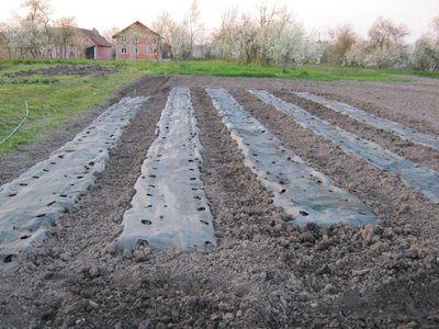 posizionati i teli... / 5459_513273402068925_830931193_n_800x600.jpg 5459_513273402068925_830931193_n_800x600.jpg