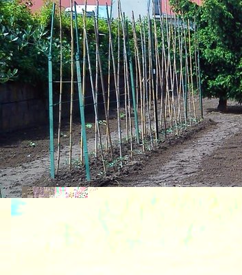 pom.cipo.jpg (97.29 KiB) Osservato 2138 volte pom.cipo.jpg