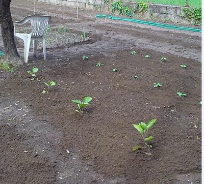 melanzane basilico.jpg (49.27 KiB) Osservato 2135 volte melanzane basilico.jpg