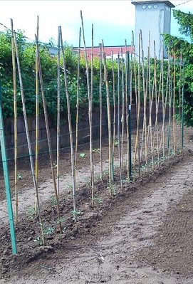 pomodori.jpg (63.8 KiB) Osservato 860 volte pomodori.jpg