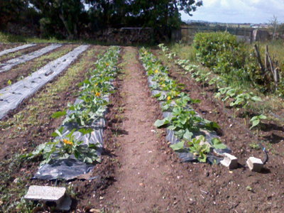 Foto0515.jpg (336.48 KiB) Osservato 1197 volte Foto0515.jpg