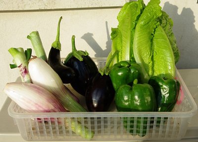 Primo raccolto del 27 maggio.jpg (83.19 KiB) Osservato 839 volte Primo raccolto del 27 maggio.jpg