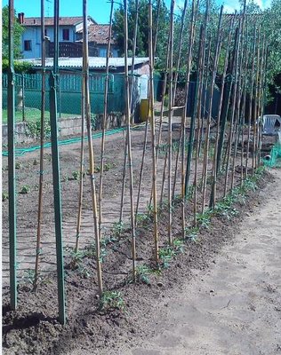 pomodori.jpg (80.18 KiB) Osservato 816 volte pomodori.jpg