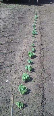 fagiolini.jpg (67.19 KiB) Osservato 816 volte fagiolini.jpg