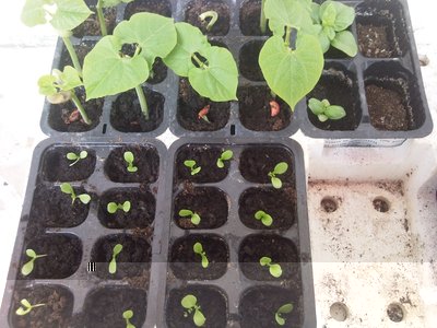 Fagioli nani, cicoria di chioggia, basilico / 27052013.jpg 27052013.jpg