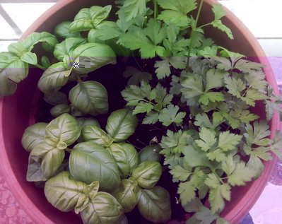 Basilico e prezzemolo seminato. Non sapete che profumo quest'ultimo! / 27052013002.jpg 27052013002.jpg