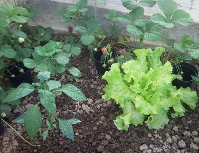 Fragole, insalata e peperoncino cayenna / 27052013003.jpg 27052013003.jpg