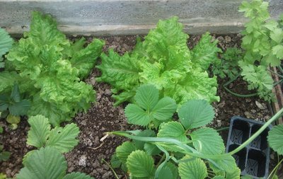 Bellissima insalata (non so che varietà purtroppo), aglio e sedano! / 27052013004.jpg 27052013004.jpg