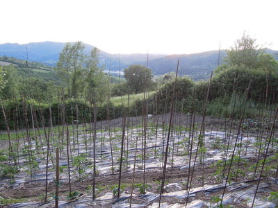 DSCN4027.JPG (132.56 KiB) Osservato 847 volte DSCN4027.JPG