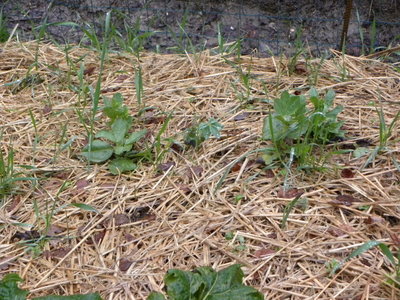 DSCN0084.JPG (219.57 KiB) Osservato 847 volte DSCN0084.JPG