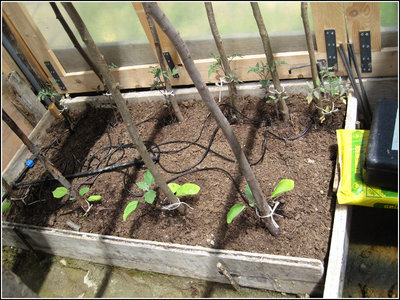 coltivo.jpg (244.51 KiB) Osservato 4073 volte coltivo.jpg