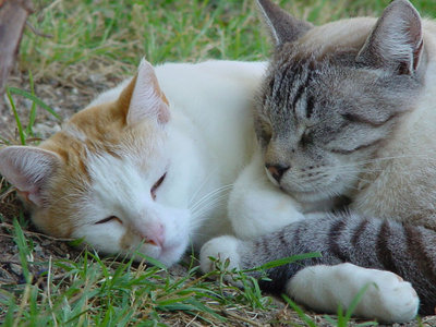 Scerba-09.jpg (134.88 KiB) Osservato 1095 volte Scerba-09.jpg