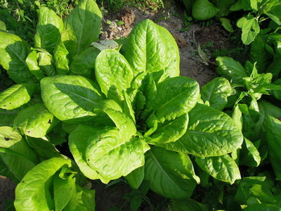 3lattughe.JPG (158.62 KiB) Osservato 793 volte 3lattughe.JPG