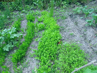 4 scarola cicorie.JPG (148.19 KiB) Osservato 793 volte 4 scarola cicorie.JPG